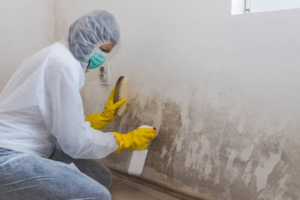 Best DIY Mold Remediation Support Services in East Palatka, FL