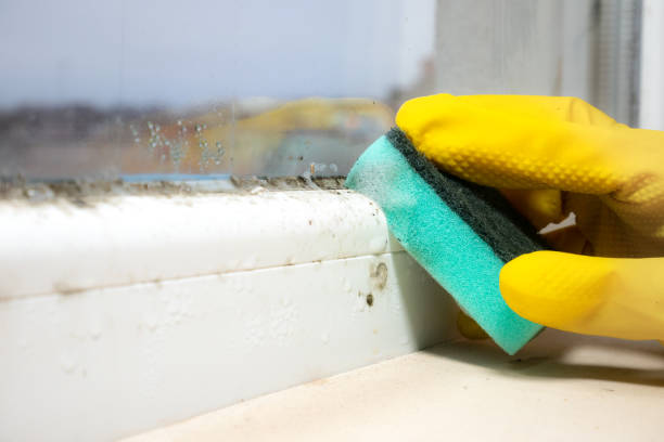 Best Bathroom Mold Remediation in East Palatka, FL