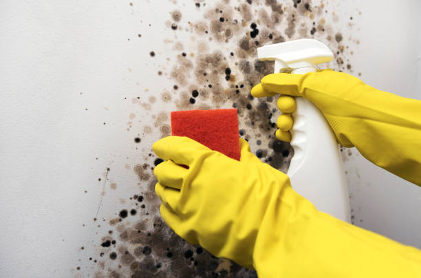 Best Basement Mold Remediation in East Palatka, FL
